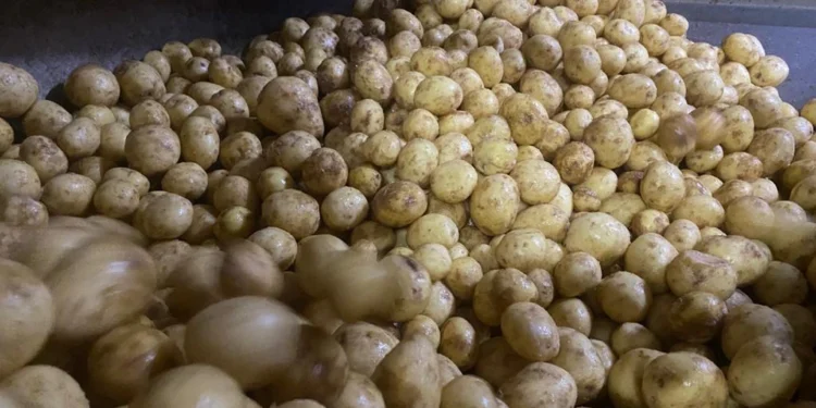 De unde vin cartofii folosiți la chipsurile Lays din fabrica de la Popești Leordeni?