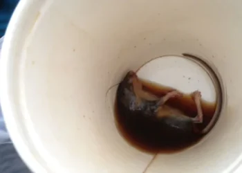 Gândaci la McDonald’s! Restaurantul a fost închis de ANPC, după ce într-un cazan l-au găsit decedat chiar pe șoricelul Laurențiu!