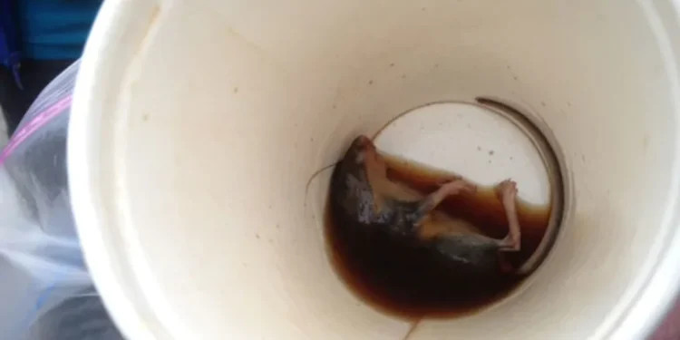 Gândaci la McDonald’s! Restaurantul a fost închis de ANPC, după ce într-un cazan l-au găsit decedat chiar pe șoricelul Laurențiu!