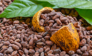 Preţurile la cacao, la cel mai ridicat nivel din ultimi 44 de ani!