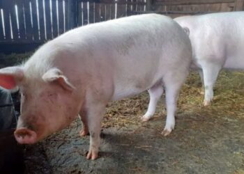 Carnea de porc se scumpește înainte de sărbători. Câți bani vor scoate românii din buzunar pentru un kilogram!