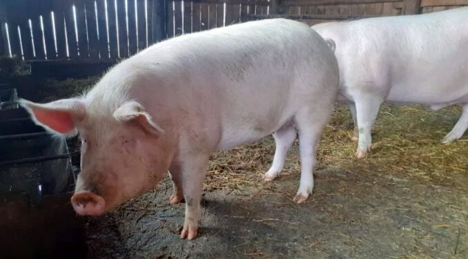Carnea de porc se scumpește înainte de sărbători. Câți bani vor scoate românii din buzunar pentru un kilogram!