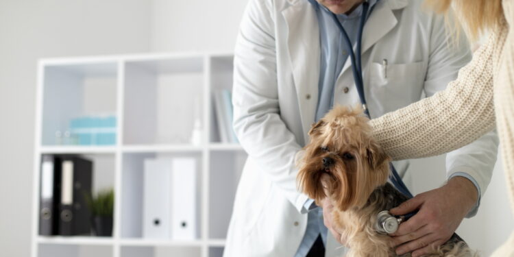 7 semne că animalul tău de companie ar putea avea paraziți interni și cum să-l previi