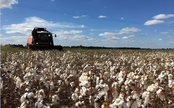 Preţurile materiilor prime agricole, aşteptate să crească de Banca Mondială