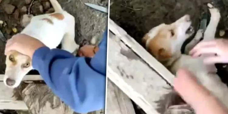 Câine matratat de vecin! „Unul era tăiat la gât!” Localnicii s-au revoltat
