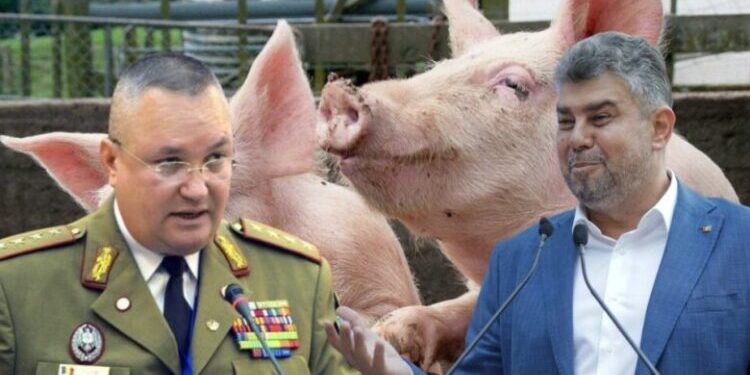 România ajunge să importe 80% din carnea de porc deoarece Ciolacu și Ciucă nu sprijină creșterea locală a porcilor