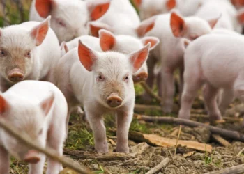 Cât a ajuns să coste carnea de porc?