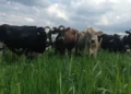 APIA: Solicitanții de eco-scheme în zootehnie trebuie să depună deconturi justificative până pe 31 ianuarie