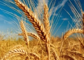 Scădere la producția de grâu în acest an agricol. România, printre puținele state europene afectate