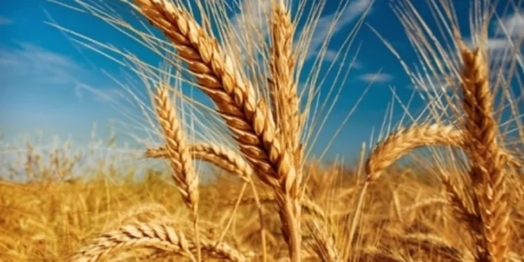 Scădere la producția de grâu în acest an agricol. România, printre puținele state europene afectate