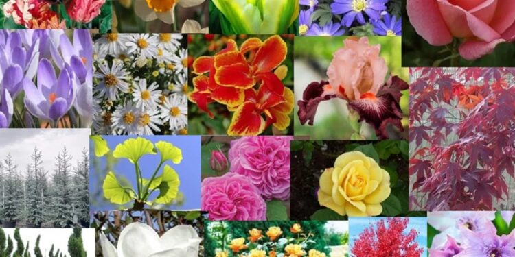 Oferta de toamnă de la Parcuri.ro – plante aclimatizate
